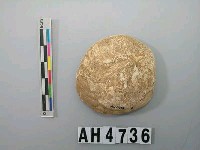 藏品(小型螺蓋製貝刮器)的圖片